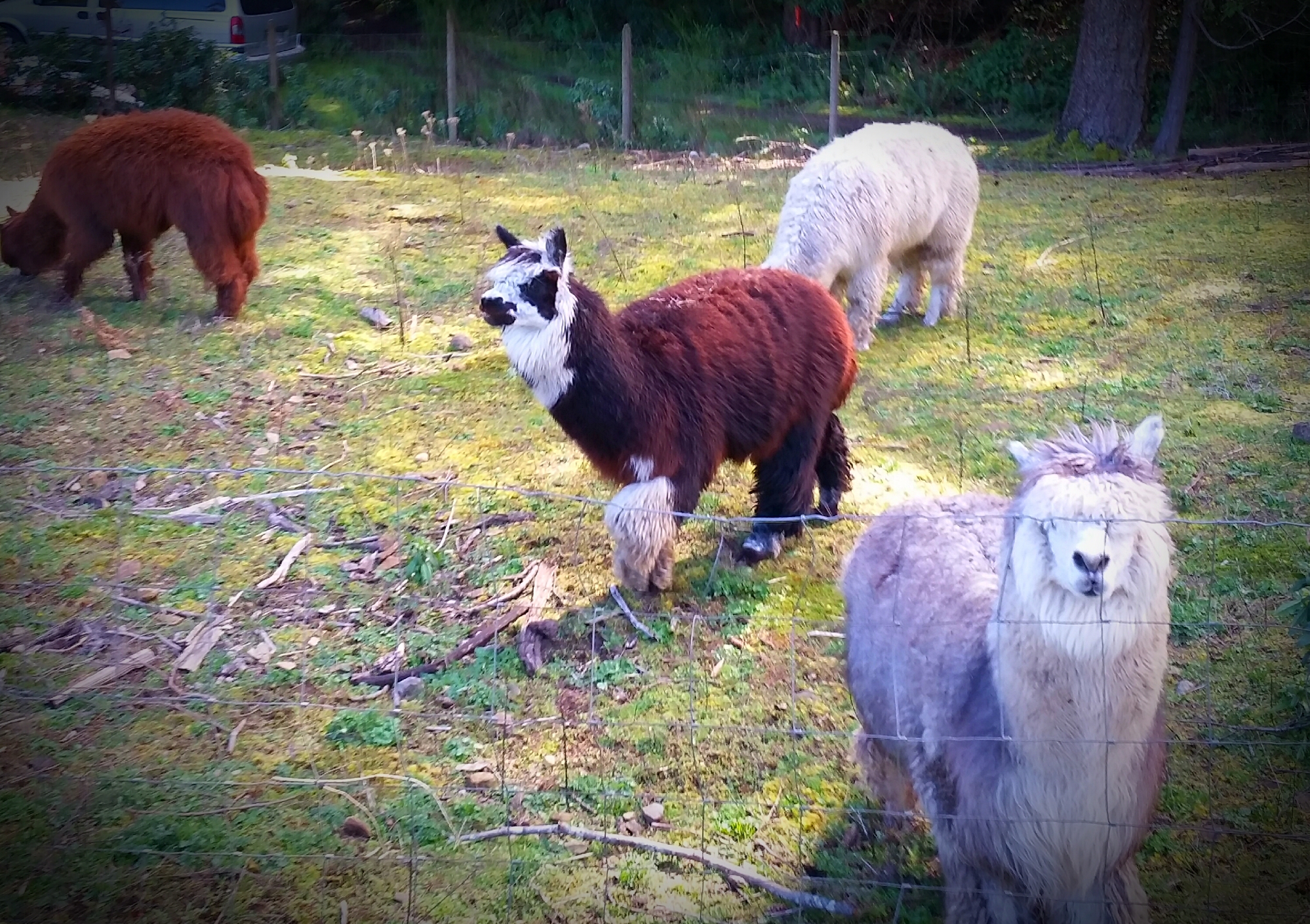 Justin and alpacas