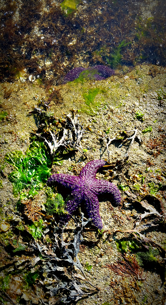 starfish