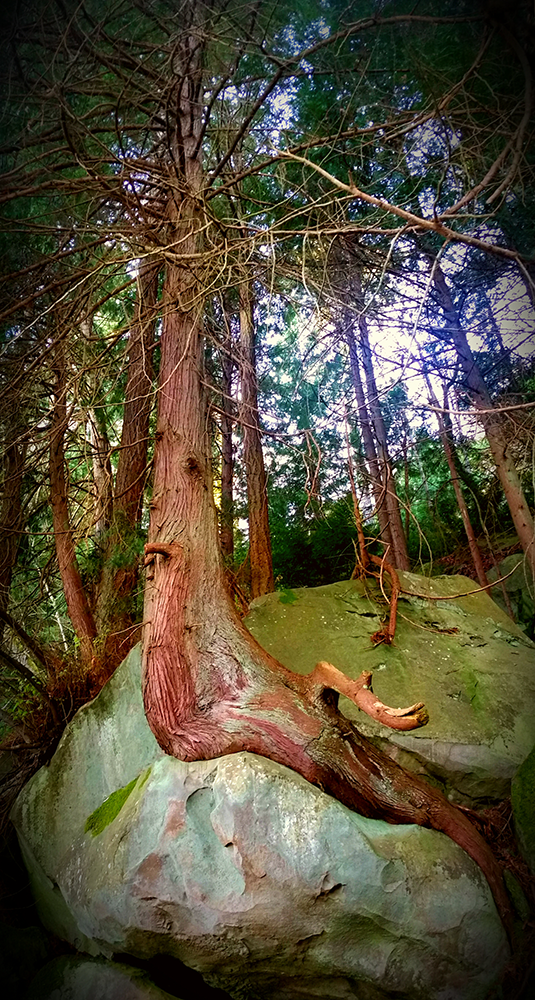 rock and tree