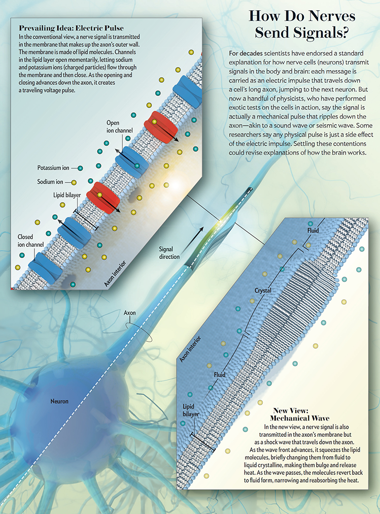 nerves sending signals