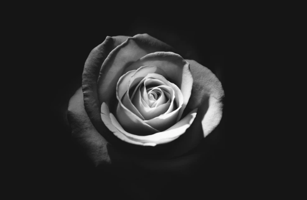 Erotic-Potential-Black-white-rose